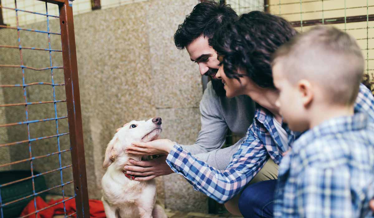 Adopción de Zeus